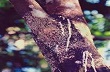 Chủ động phòng bệnh nấm hồng trên cây cao su